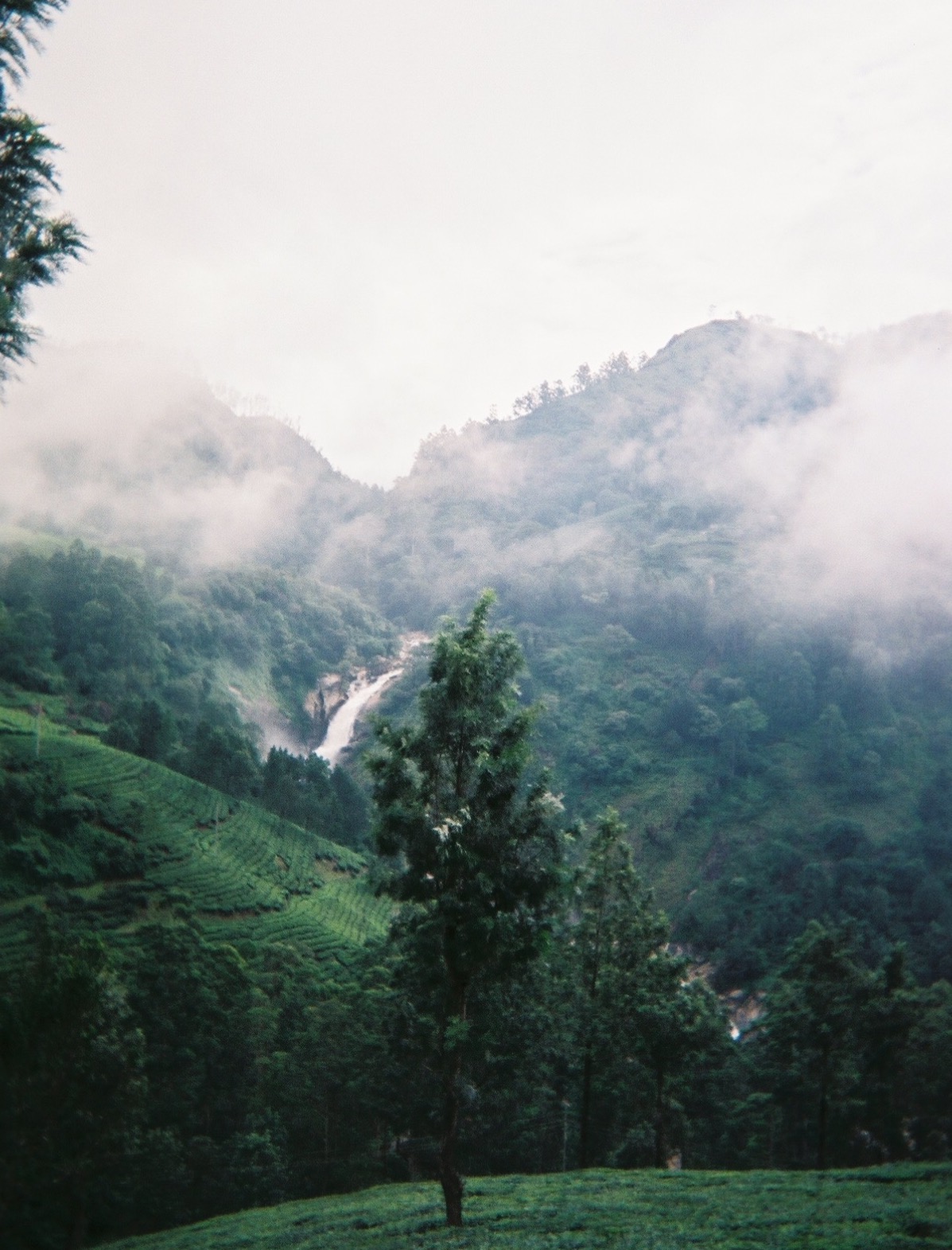greenery